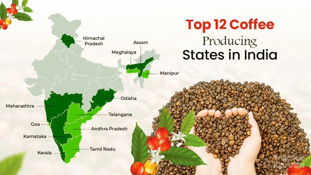 Top 12 Largest Coffee Producing States In India Tractorkarvan