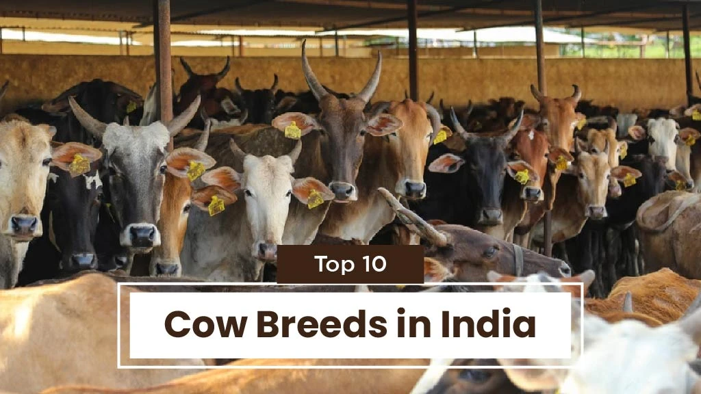 Top 10 Cow Breeds in India: Where They Are Found and Their Characteristics