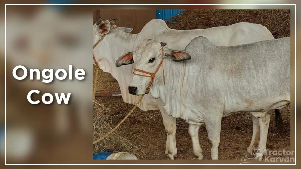 Top Cow Breeds - Ongole Cow