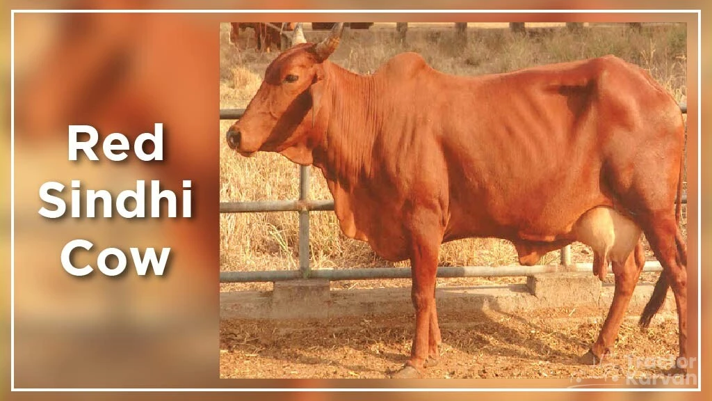 Top Cow Breeds - Red Sindhi Cow