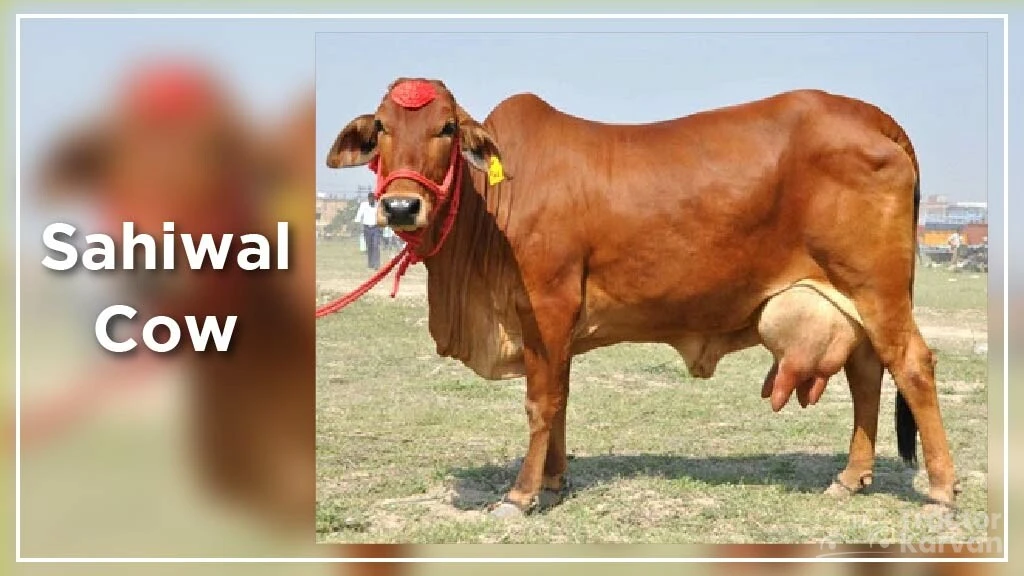 Top Cow Breeds - Sahiwal Cow