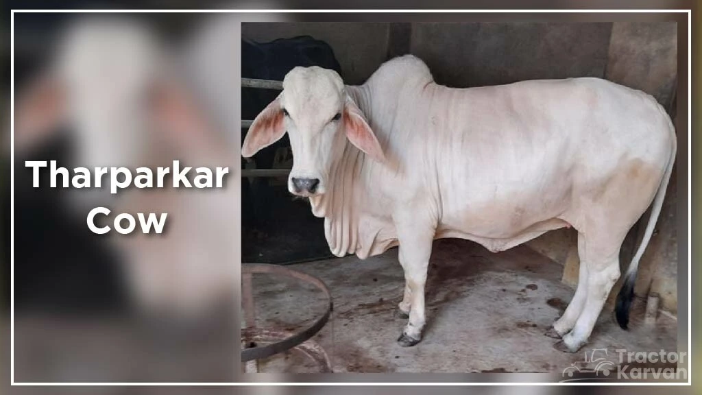 Top Cow Breeds - Tharparkar Cow