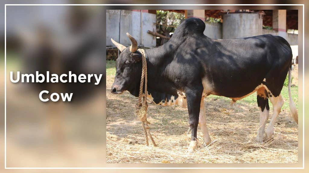 Top 10 Cow Breeds in India & Where they found
