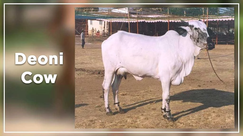 Top Cow Breeds - Deoni Cow