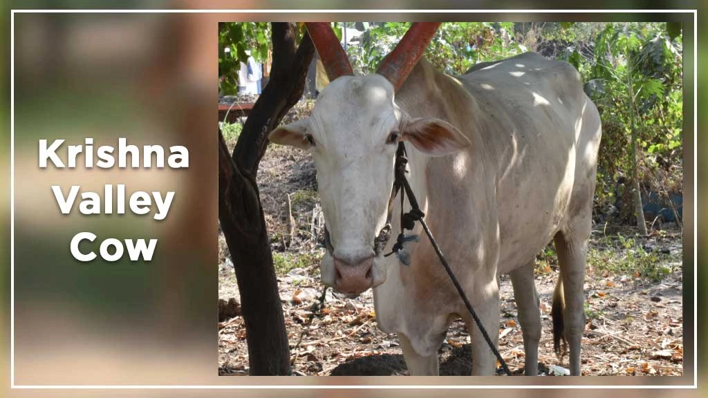 Top Cow Breeds - Krishna Valley Cow