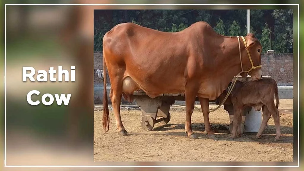 Top Cow Breeds - Rathi Cow