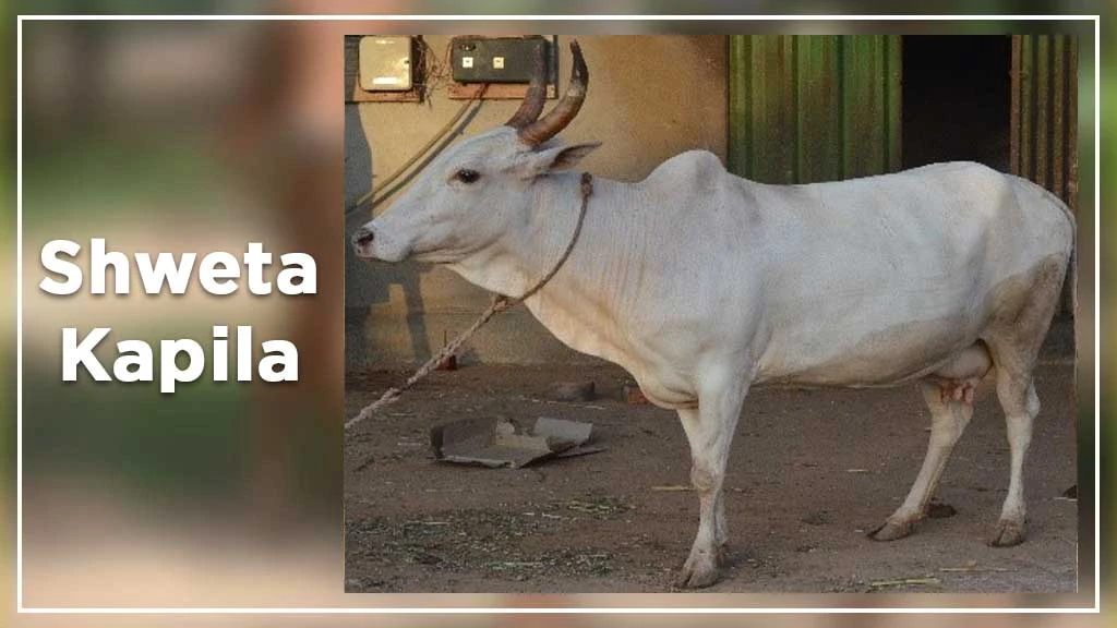 Top Cow Breeds - Shweta kapila cow