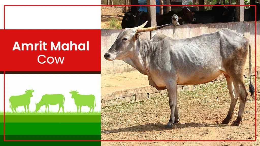 Top Cow Breeds - Amritmahal Cow