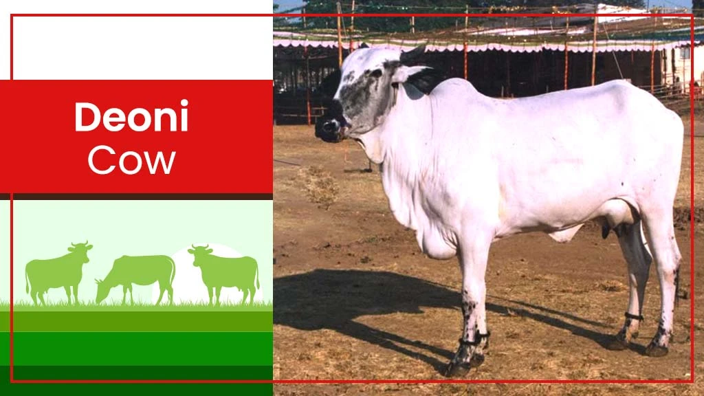 Top Cow Breeds - Deoni Cow