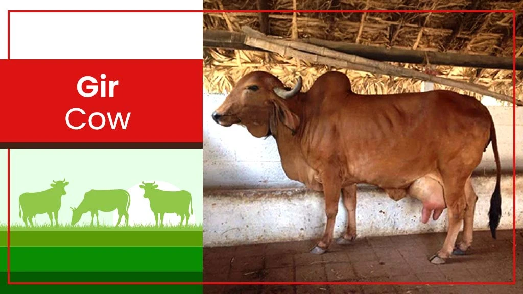 Top Cow Breeds - Gir Cow