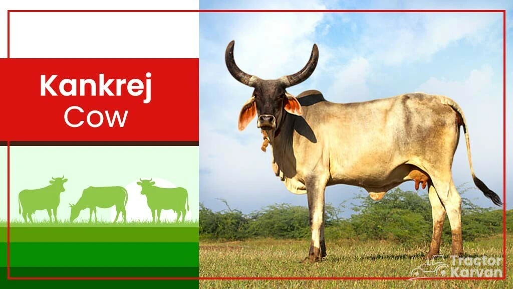 Top Cow Breeds - Kankrej Cow