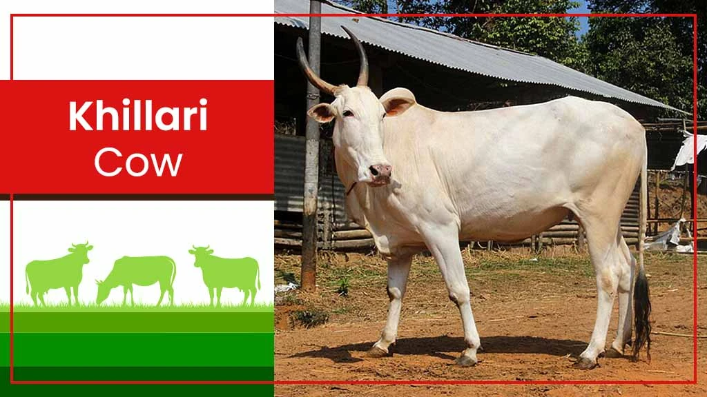 Top Cow Breeds - Khillari Cow