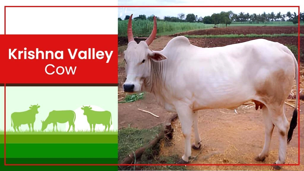 Top Cow Breeds - Krishna Valley Cow