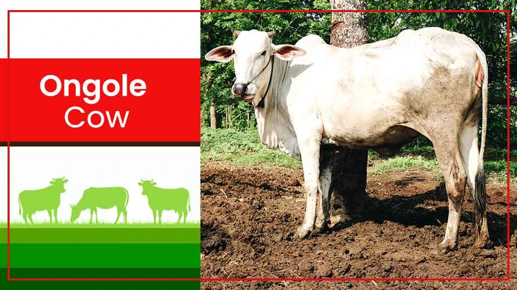 Top Cow Breeds - Ongole Cow