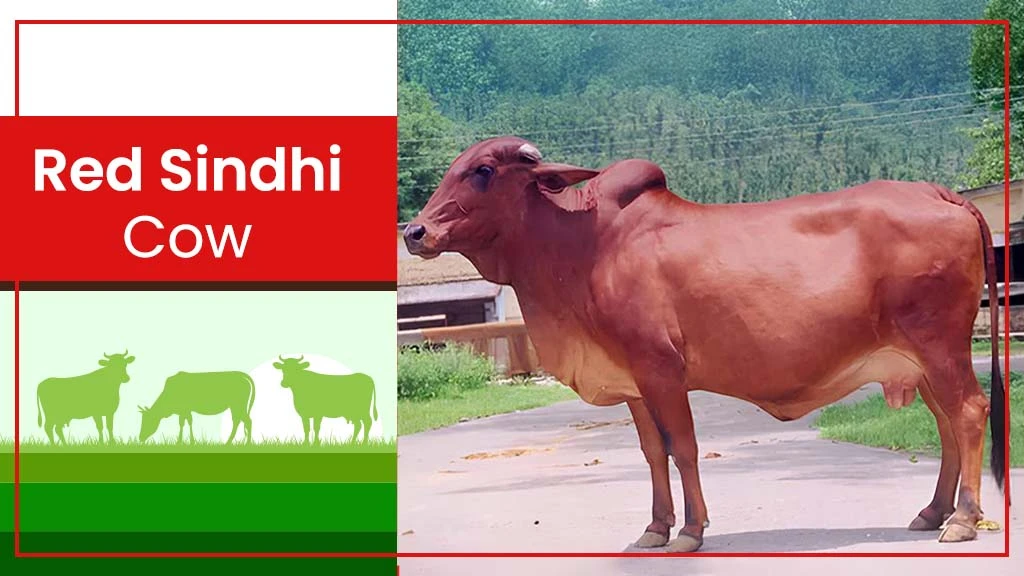 Top Cow Breeds - Red Sindhi Cow