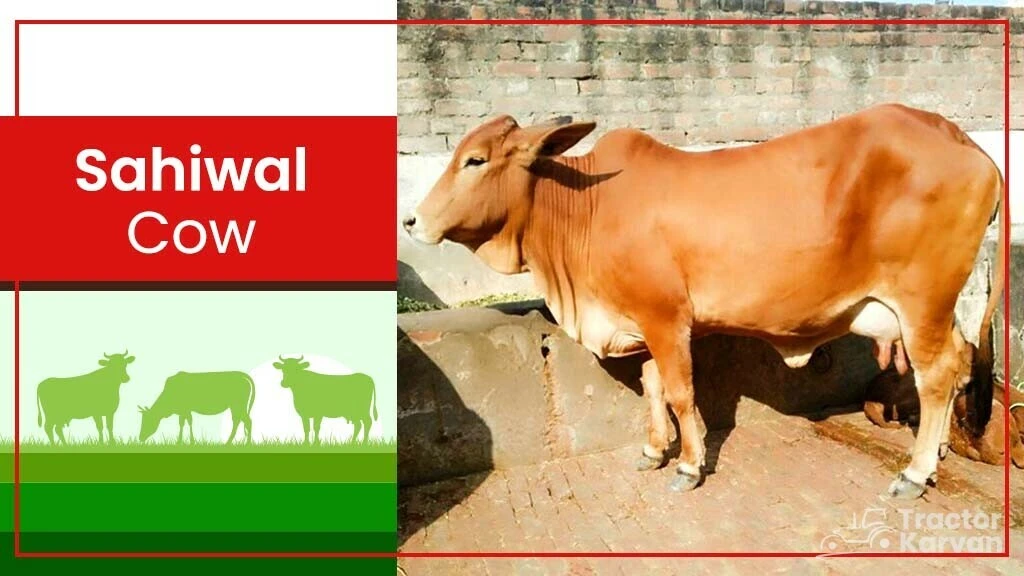 Top Cow Breeds - Sahiwal Cow