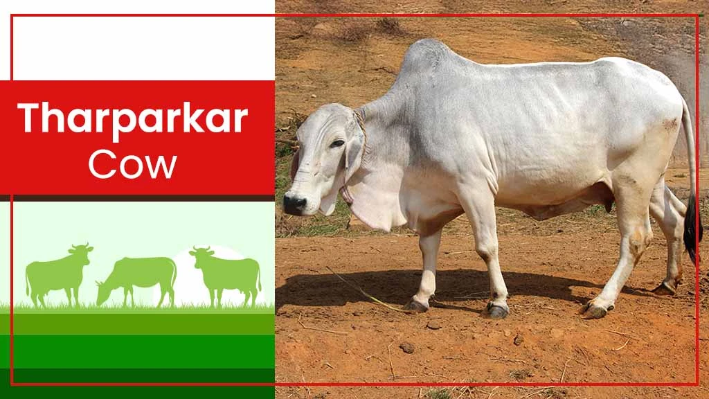 Top Cow Breeds - Tharparkar Cow