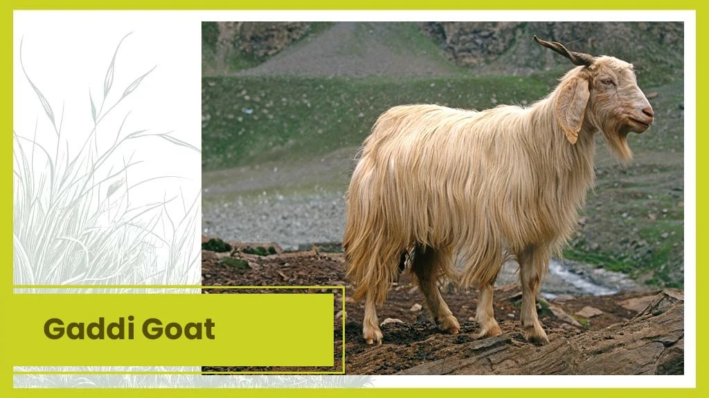 Top 10 Goat Breeds - Gaddi Goat