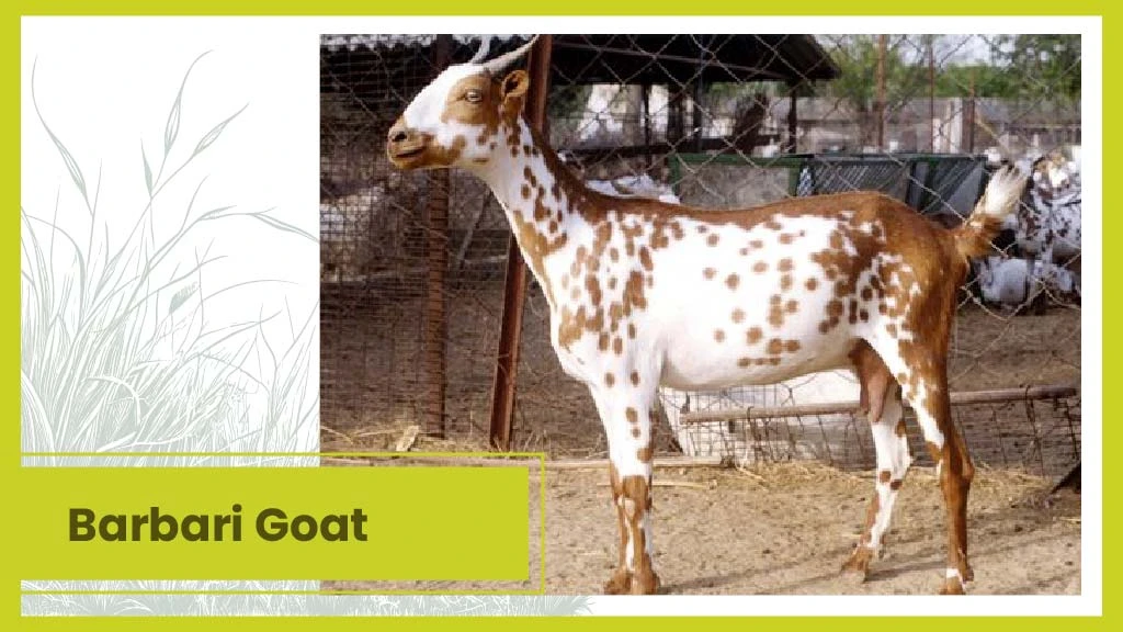 Top 10 Goat Breeds - Barbari Goat