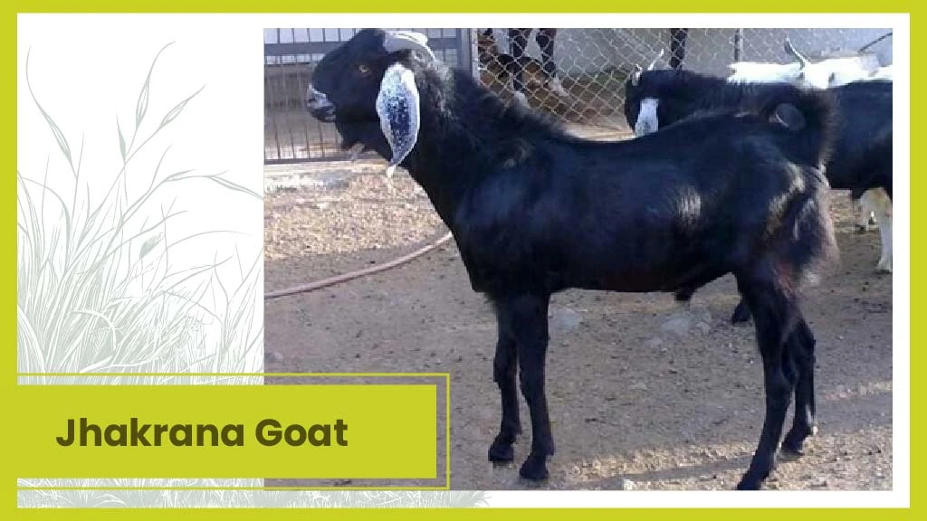 Top 10 Goat Breeds - Jamunapari goat