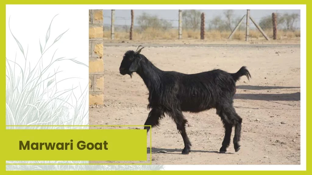 Top 10 Goat Breeds - Marwari Goat