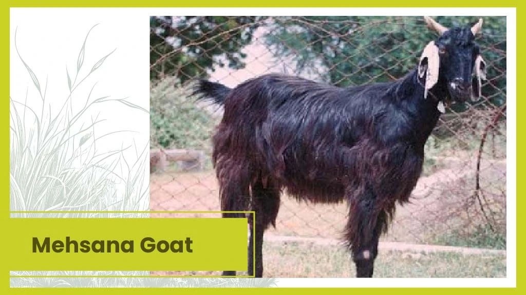 Top 10 Goat Breeds - Mehsana Goat