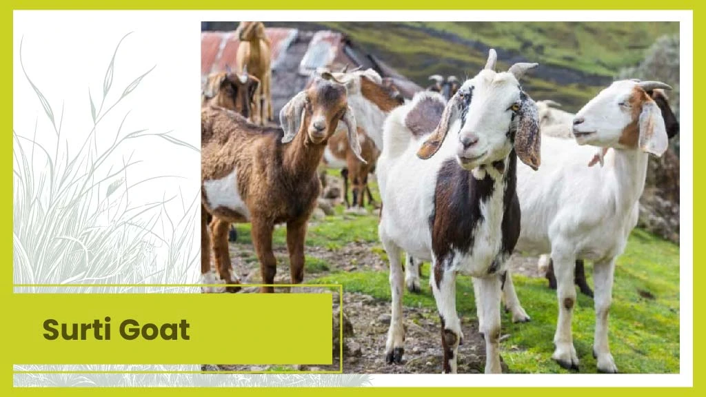 Top 10 Goat Breeds - Sirohi goat