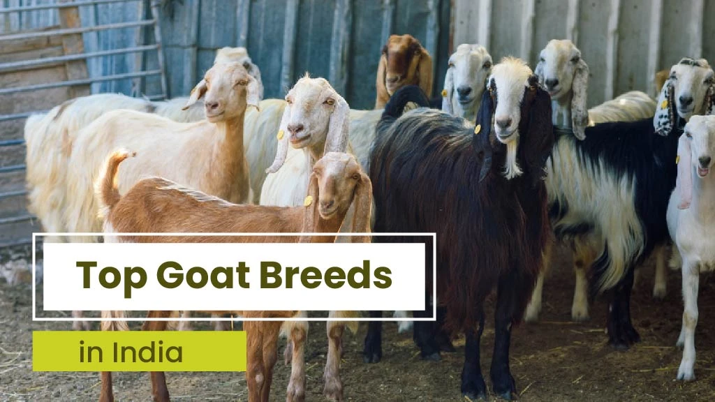 Top 10 Goat Breeds in India: Where They Are Found and Their Characteristics