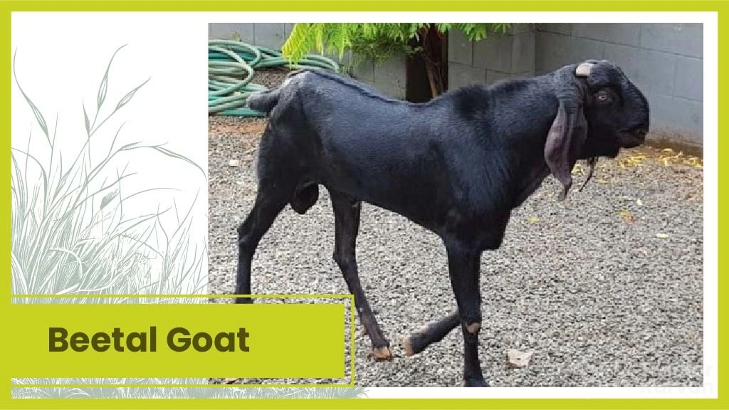 Top 10 Goat Breeds - Beetal goat