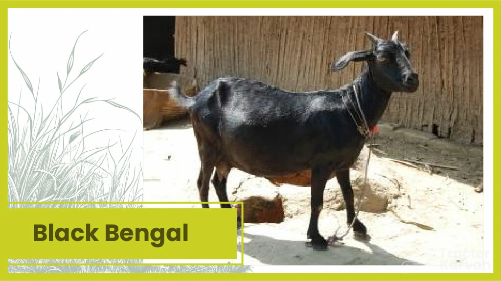 Jhakrana goat breed is the best for milk in India.