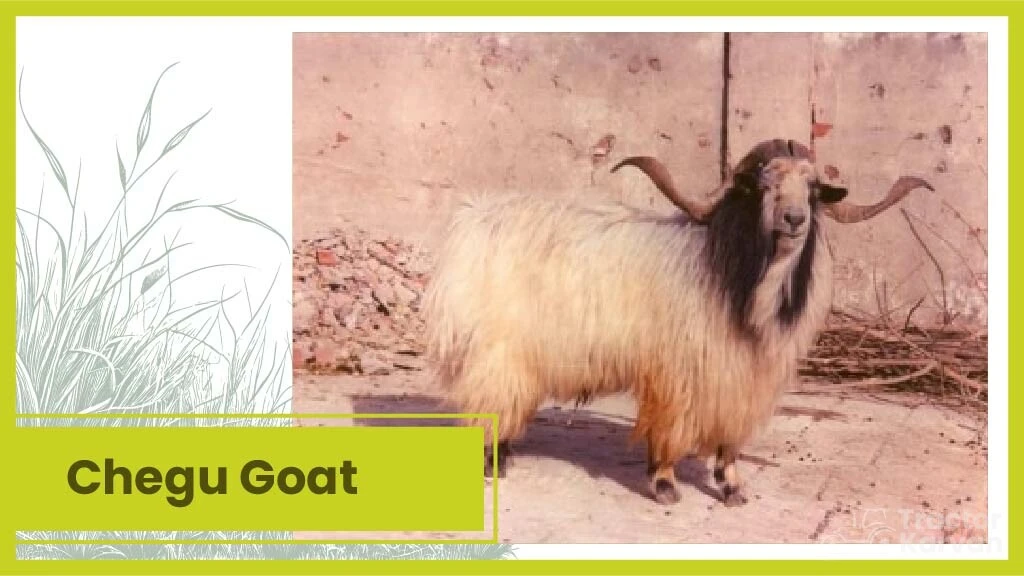 Top 10 Goat Breeds - Chegu goat
