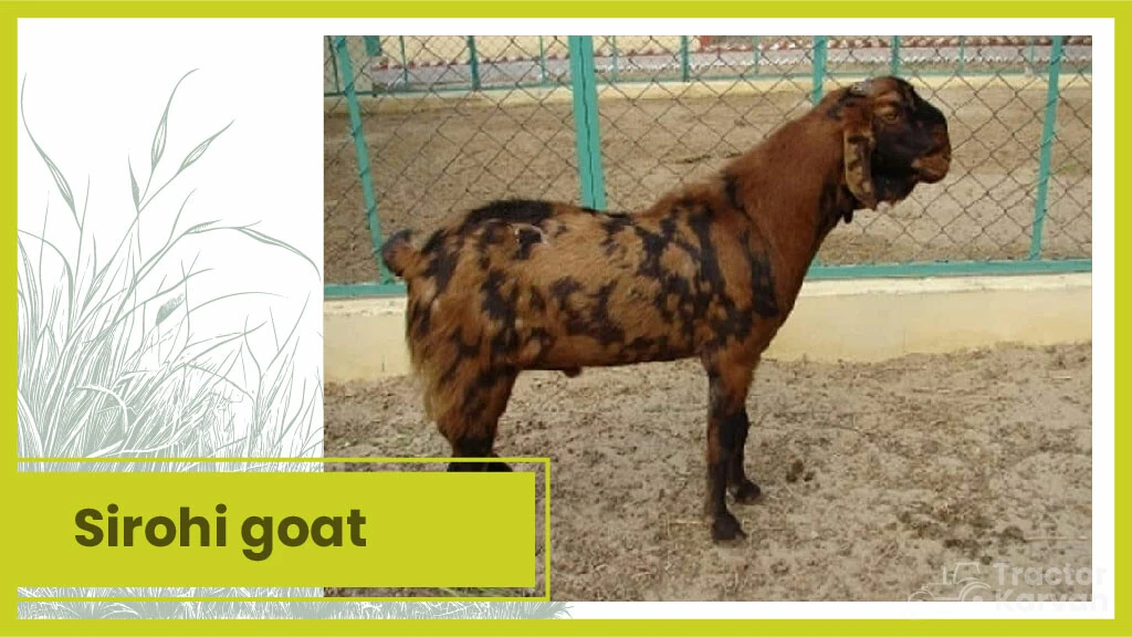 Top 10 Goat Breeds - Sirohi goat