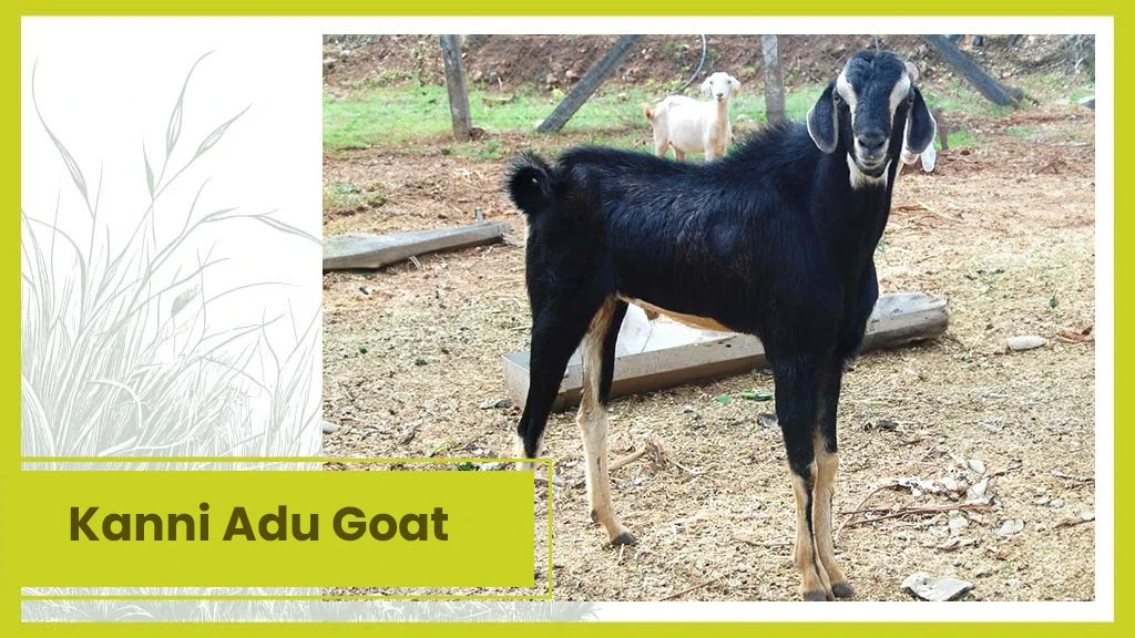 Top 10 Goat Breeds - Kanni Adu Goat