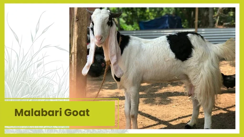 Malabari Goat