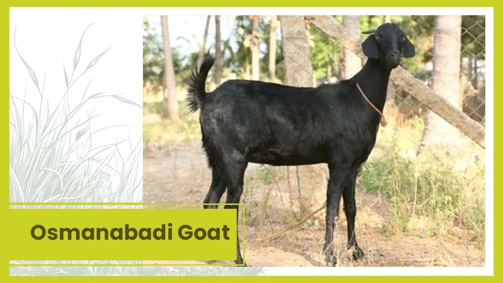 Osmanabadi Goat