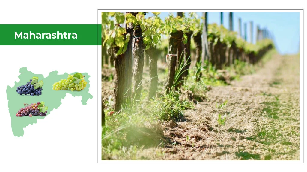 Top 10 Grapes Producing States in India Tractorkarvan