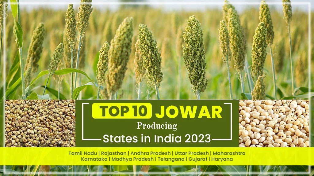 Top 10 Jowar Producing States in India 2023