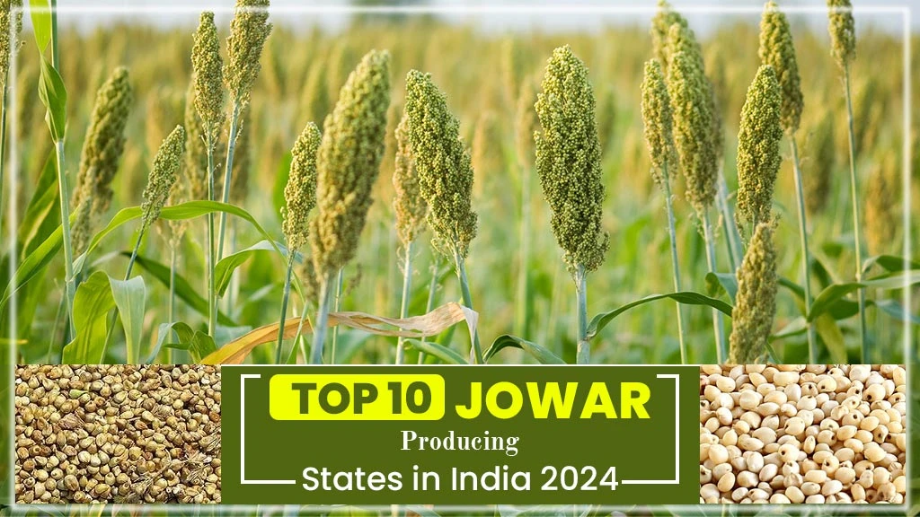 Jowar Producing States in India 2024