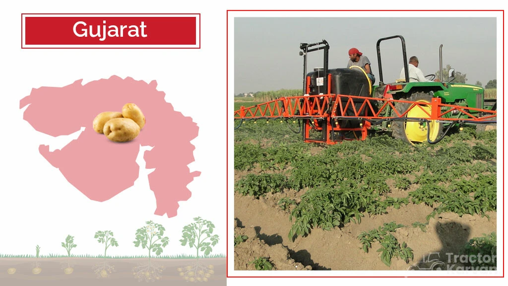 Top Potato Producing States - Gujarat