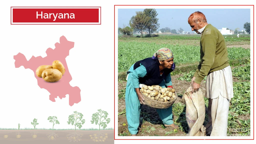 Top Potato Producing States - Haryana