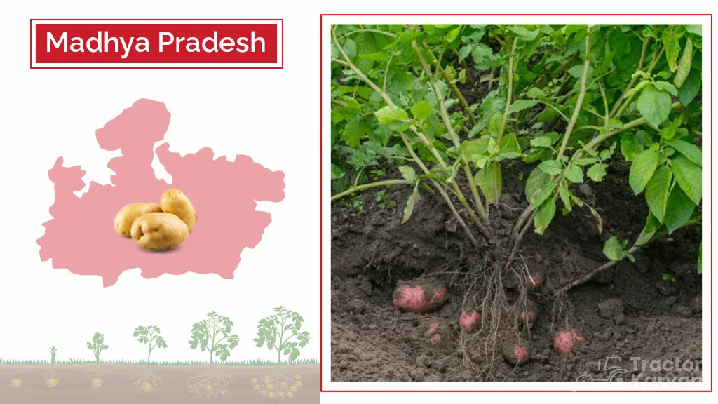 Top Potato Producing States - Madhya Pradesh