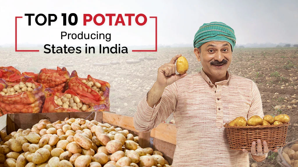 Potato Production in India: Top 10 Potato Producing States in 2023
