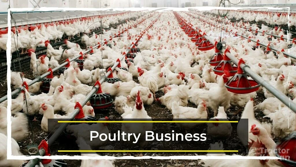 Top Profitable Business to start in rural India - Poultry Business