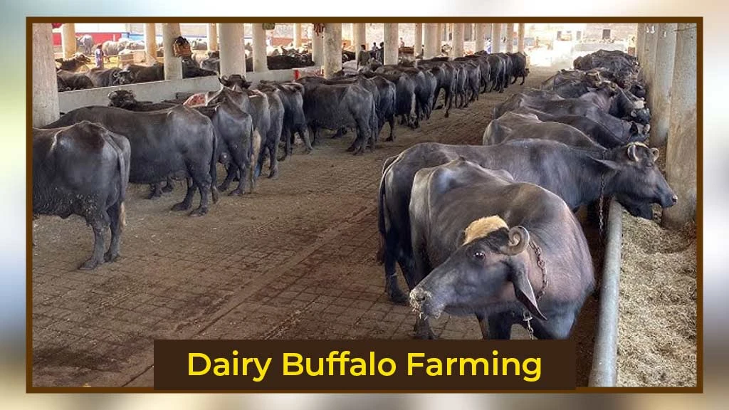 Dairy Buffalo Farming