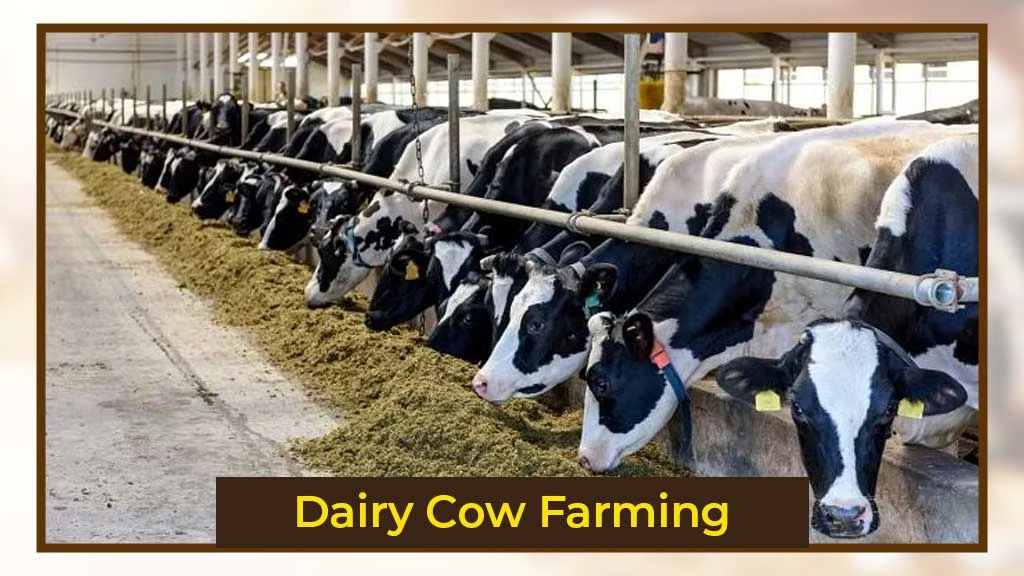 Dairy Cow Farming