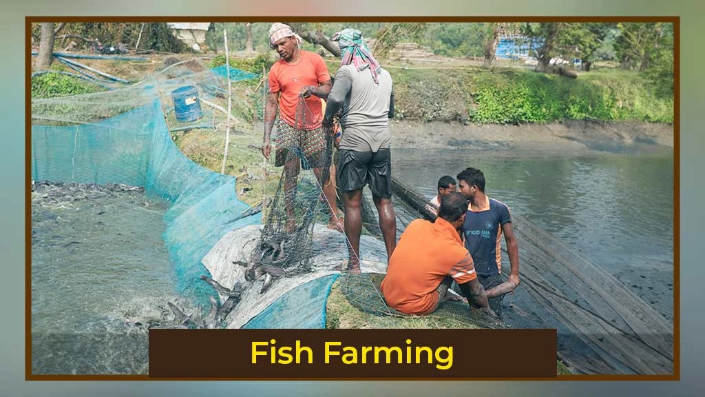 Fish Farming