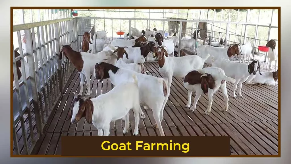 Goat Farming