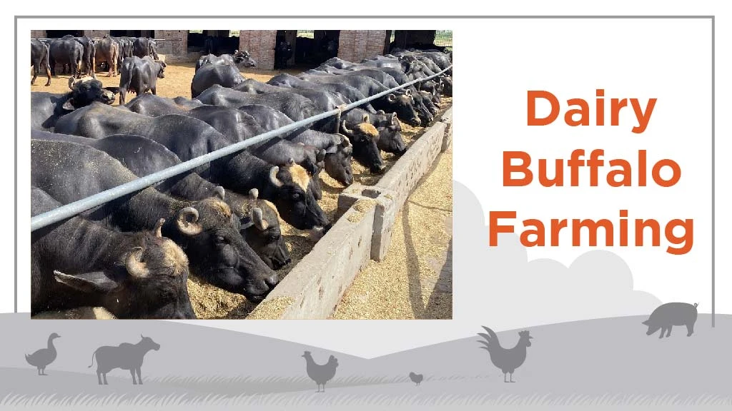 Top Livestock Farming Business - Dairy Farming