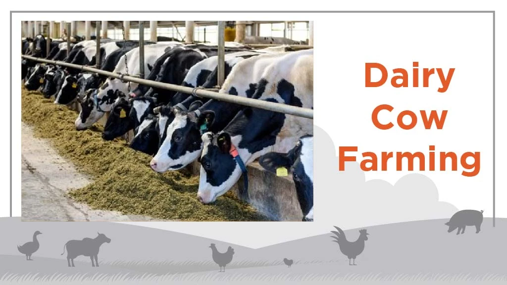 Top Livestock Farming Business - Cow Farming