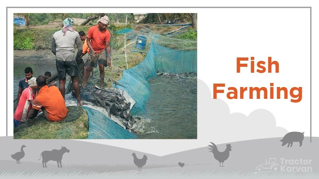 Top Livestock Farming Business - Fish Farming